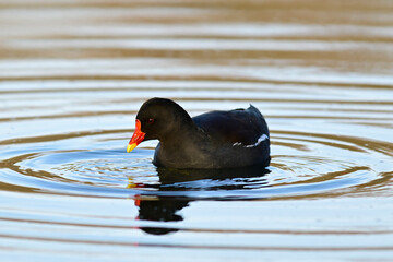 Common moorhen // Teichralle, Teichhuhn (Gallinula chloropus)
