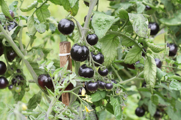 Black tomatoes on a branch in the garden. Indigo rose tomato .