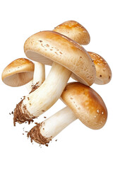 Bunch of mushrooms arranged on a black background showcasing their natural shapes and textures isolated on transparent background.