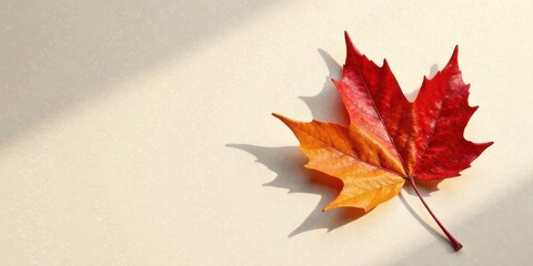 Single autumn leaf with vibrant red and orange hues rests on a pale background, casting a dramatic shadow in sunlight.