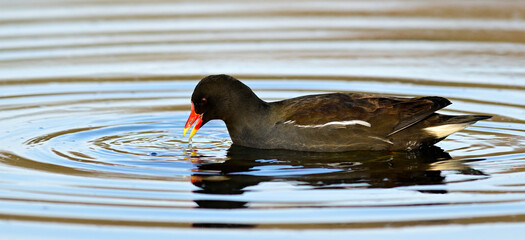 Teichralle, Teichhuhn // Common moorhen (Gallinula chloropus)
