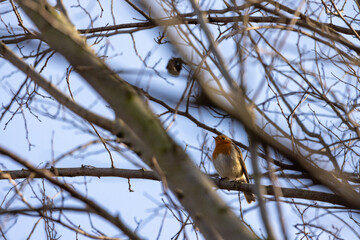 Pettirosso, Erithacus rubecula, al sole d'inverno.