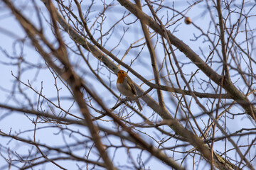 Pettirosso, Erithacus rubecula, al sole d'inverno.