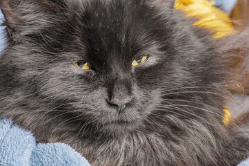 A black cat with long fur on a blue and yellow plaid.