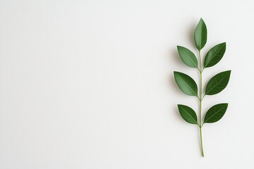 Fototapeta premium A simple green leaf on a white background, representing nature and tranquility.