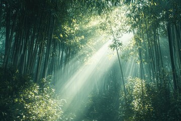 Obraz premium A dense bamboo forest with sun rays piercing through the canopy, creating a serene and mystical atmosphere amidst the towering stalks.