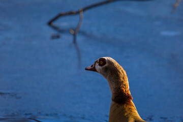 goose on the lake