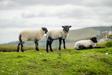 Sheep marked with dye grazing in green pastures. Adult sheep and baby lambs feeding in lush green meadows of Ireland.
