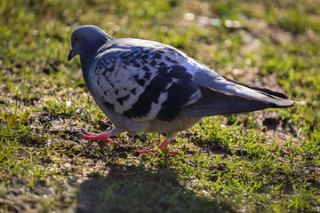 pigeon on the grass