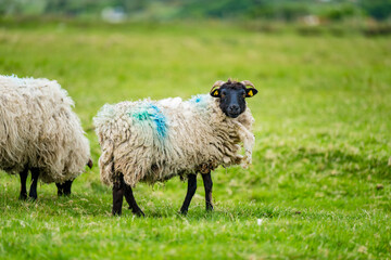 Naklejka premium Sheep marked with dye grazing in green pastures. Adult sheep and baby lambs feeding in lush green meadows of Ireland.