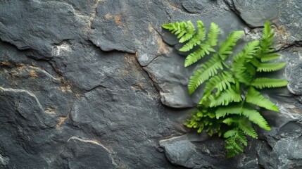 A textured gray background features a large,