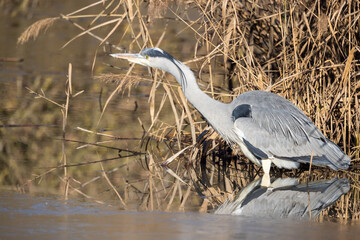 Airone cinerino nel freddo inverno all'oasi naturalistica di Manzolino.	