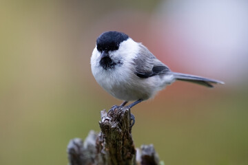 Willow tit