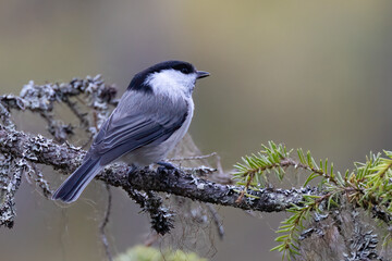Willow tit