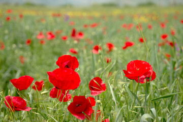 Red long-headed poppy field, blindeyes, Papaver dubium. Flower bloom in a natural environment. Blooming blossom