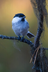 Obraz premium Willow tit