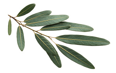 A branch of olive tree with leaves  isolated