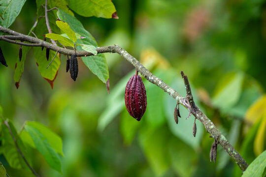 Clean and healthy red cocoa pods; produced from well-maintained plants.