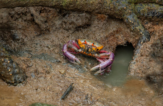 Fiddler crab or beckoning crab.
