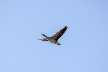 Oca selvatica, anser anser, in volo.