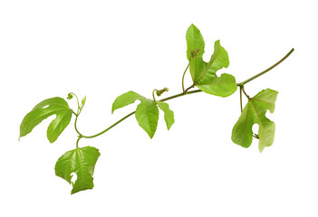 Branch of passiflora with green leaves isolated on white or transparent background