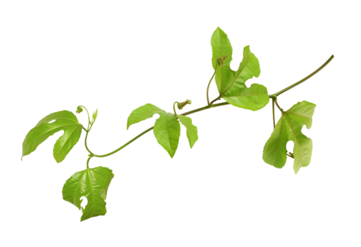 Branch of passiflora with green leaves isolated on white or transparent background