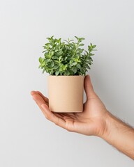 Contemporary Minimalist Plant Display Geometric Air Plants and Succulents in White Ceramic for Modern Interior Design - Perfect for Eco-Friendly Home and Office Styling