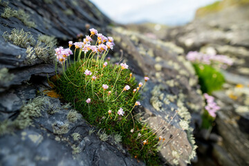 Pink thrift flowers blossoming on rough rocky shore along famous Ring of Kerry route. Rugged coast of on Iveragh Peninsula, County Kerry, Ireland.