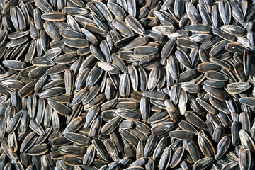 Striped black sunflower seeds, texture, background