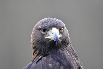 The head of an eagle bird.
