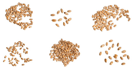 wheat grains isolated on white background	