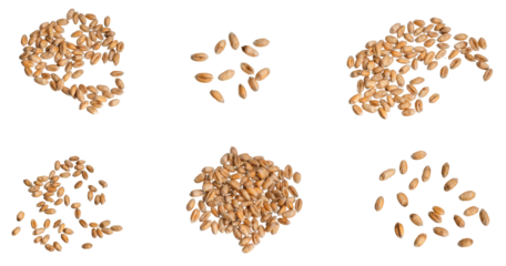 wheat grains isolated on white background	