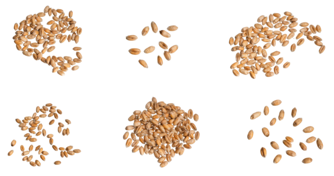 wheat grains isolated on white background	