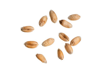 wheat grains isolated on white background	