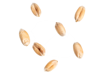 wheat grains isolated on white background	