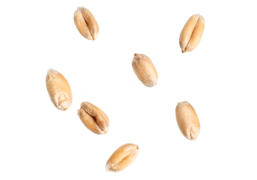 wheat grains isolated on white background	