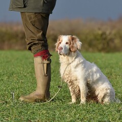 A Clumber Spaniel sat waiting to retrieve.