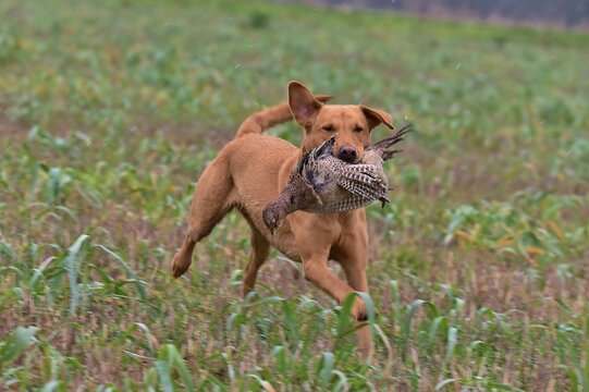 A fox red Labrador dog retrieving a pheasant.