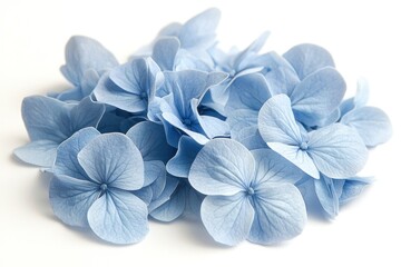 Delicate Blue Petals Piled Together on a Soft White Background, Showcasing the Natural Beauty and Intricate Details of Hydrangea Flowers in Close-Up View