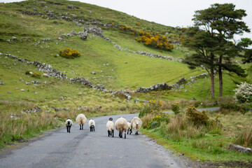 Fototapeta premium Sheep marked with colorful dye grazing in green pastures. Adult sheep and lambs feeding in lush green meadows of Ireland.