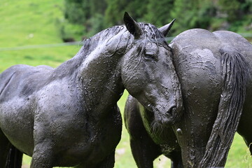 Kaltbluthengste frei auf der Almweide © Grubärin
