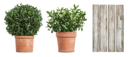 Lush green plants in terracotta pots with weathered wooden planks
