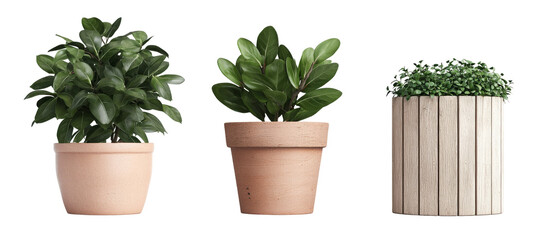 Lush green plants in terracotta and wooden pots, enhancing any space
