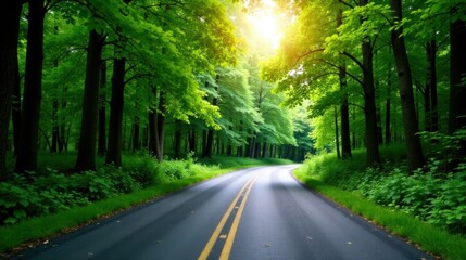 Obraz premium A sunlit asphalt road curves gently through a vibrant green forest canopy, offering a tranquil and scenic driving experience