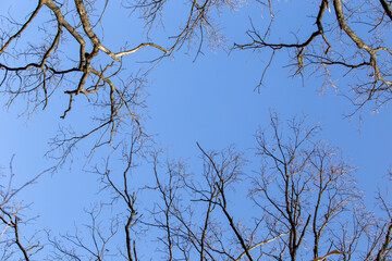 Blue sky through the branches of trees