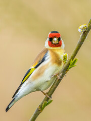 Carduelis carduelis, European Goldfinch, Stieglitz 4