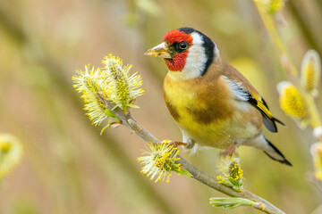 Carduelis carduelis, European Goldfinch, Stieglitz
