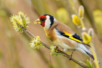 Carduelis carduelis, European Goldfinch, Stieglitz 2