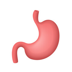 Human stomach. Vector 3D clipart isolated on white background.
