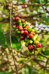 View of red and raw coffee cherries on a branch of a coffee tree in a coffee plantation in the mountains Riosucio, Colombia in a village in the Andean mountains of the Colombian coffee growing region
